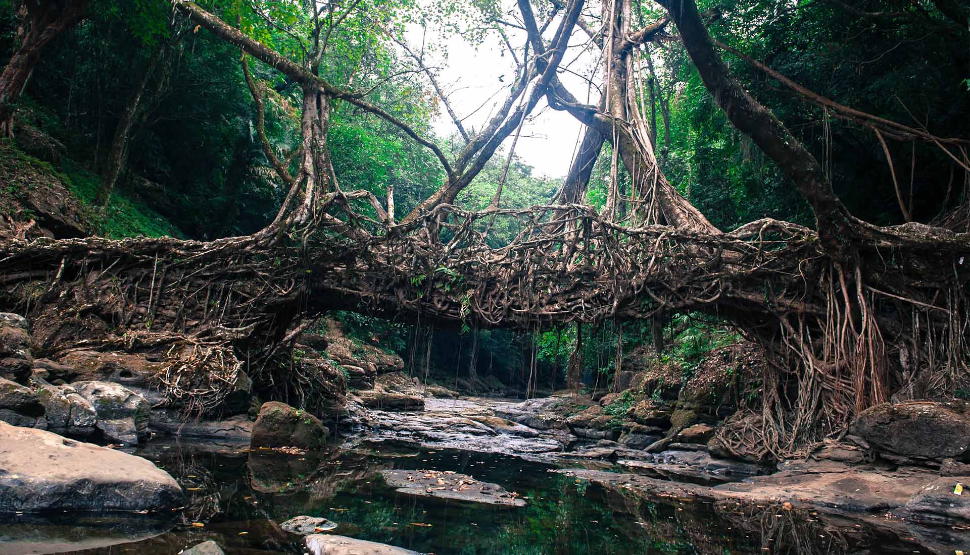 What Is A Living Root Bridge