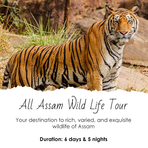 All Assam Wild Life Tour Feature Image