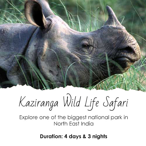 Kaziranga Wild Life Safari Tour Feature