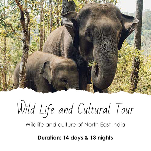 Wild Life and Cultural Tour Feature