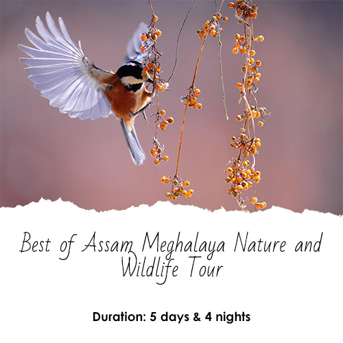 Best of Assam Meghalaya Nature and Wildlife Tour (5 Days - 4 Nights)