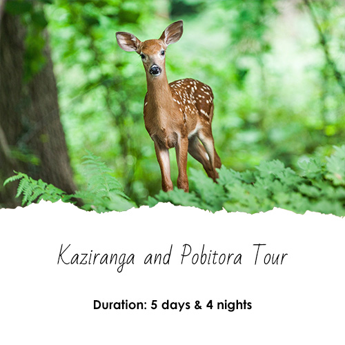 Kaziranga and Pobitora Tour (5 Days - 4 Nights)